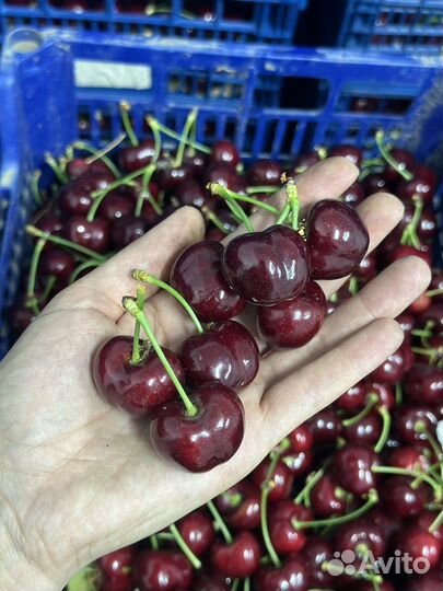 Черешня крупная