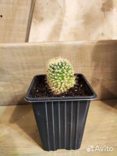 Кактус 3 разных сорта