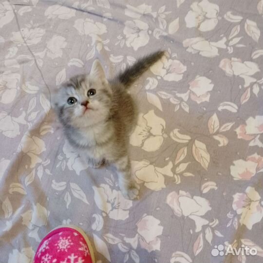 Шотландская