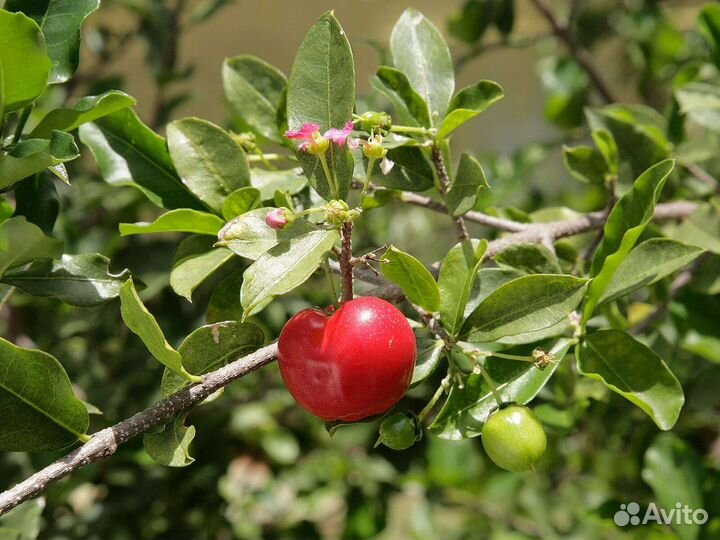 Экзотические растения