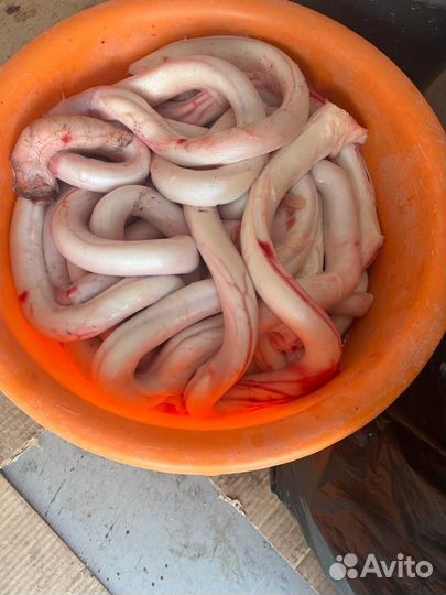 Корм для собак