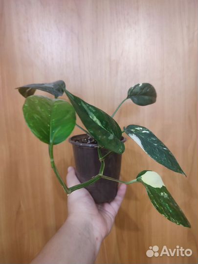 Эпипремнум пиннатум вариегатный