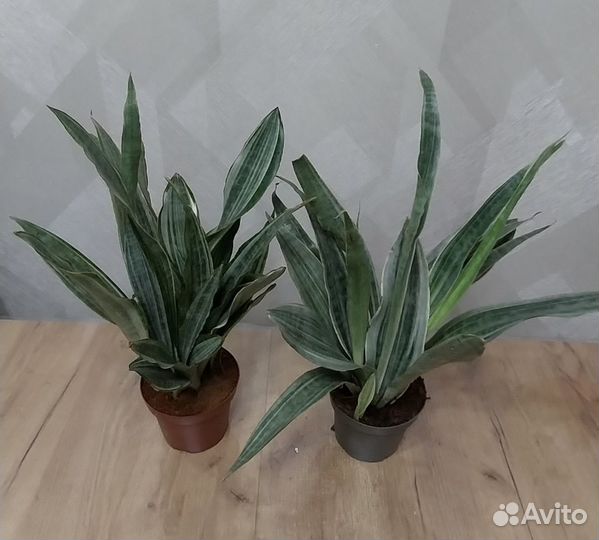 Сансевиерия Марлоу и Металлика