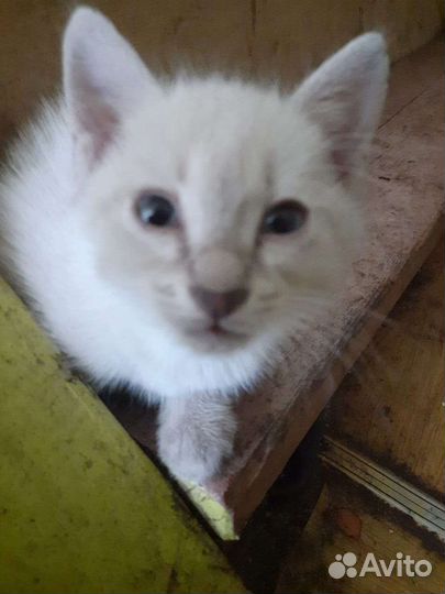 Кошка в дар