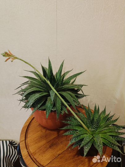 Алоэ остистое