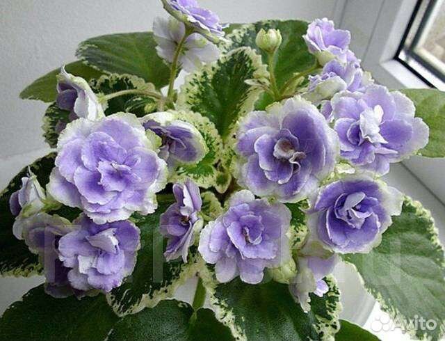 Фиалка Buckeye seductress