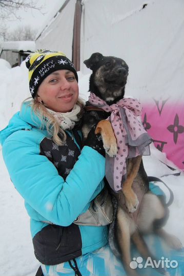 Собака девочка Дива