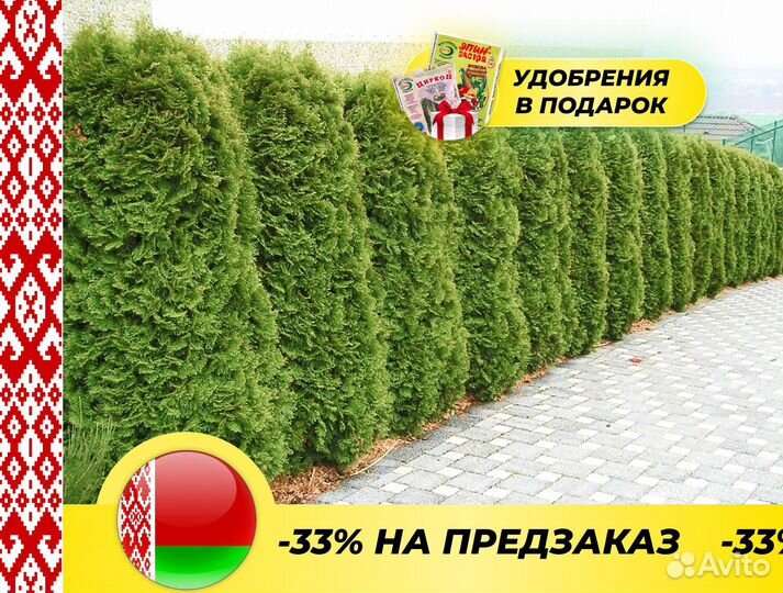 Туя Смарагд,Брабант,Колумна