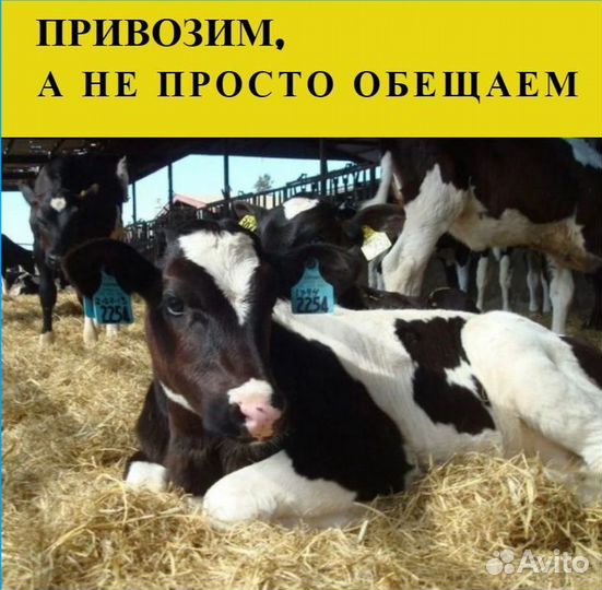 Телята бычки