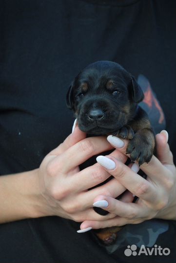 Щенки добермана