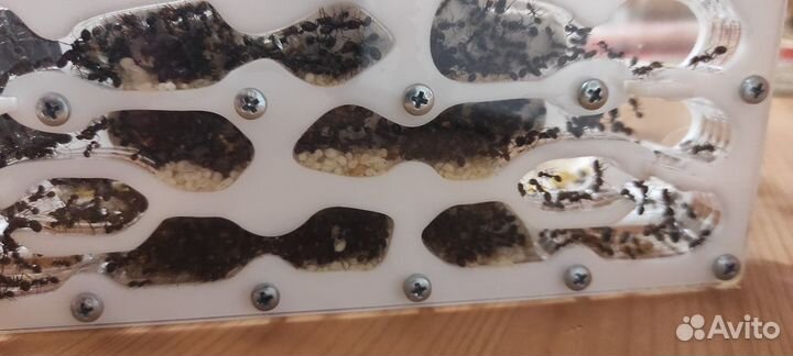 Муравьи messor, camponotus