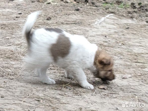 Бесплатно щенок лайки