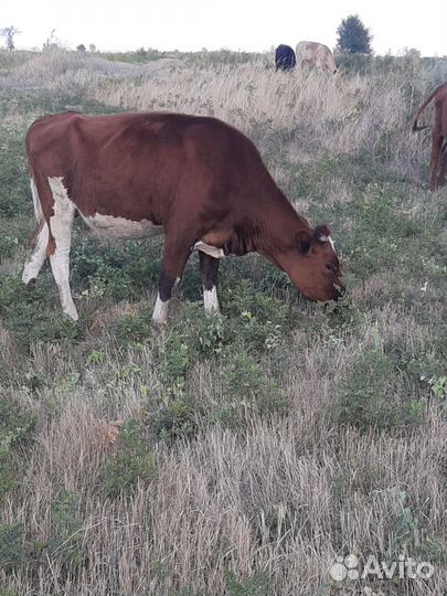 Коровы и телки