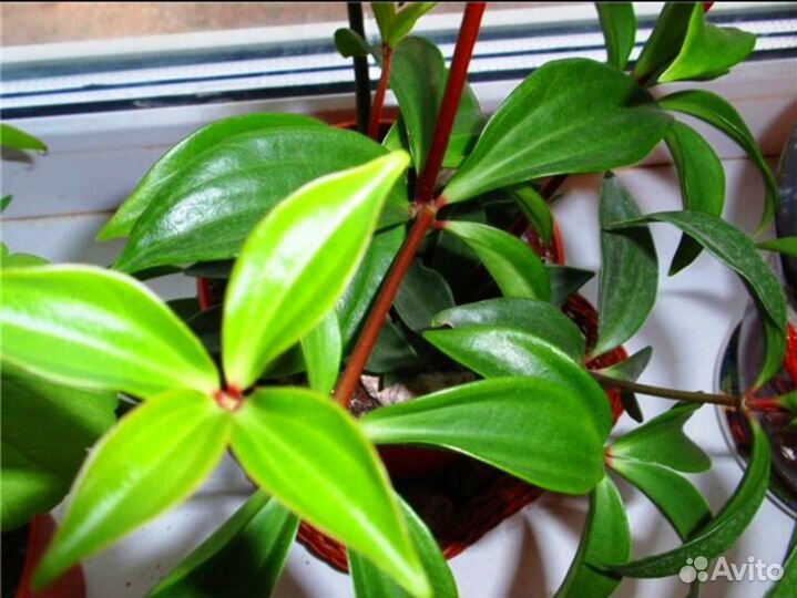 Пеперомия перискиелистная (Peperomia pereskifolia