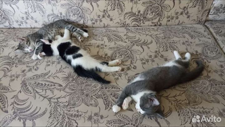 Котята в добрые руки