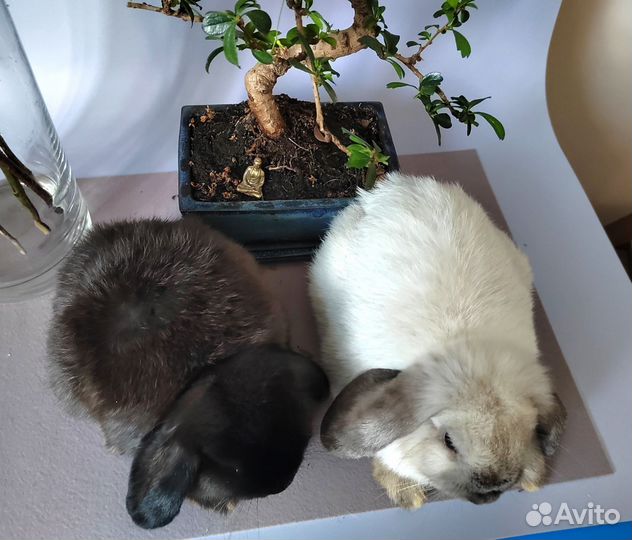 Крольчата полуминилоп, F2 декоративный карликовый