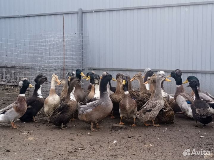 Утки хохлатые