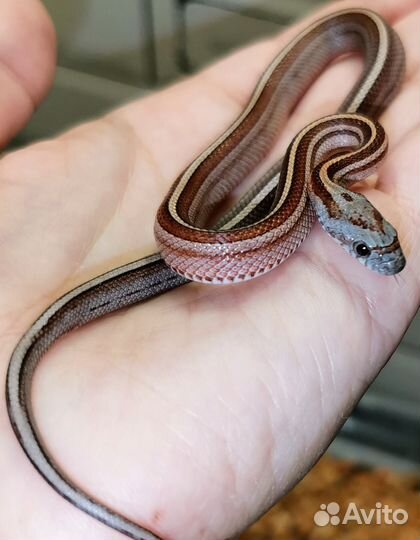 Маисовые полозы змейки