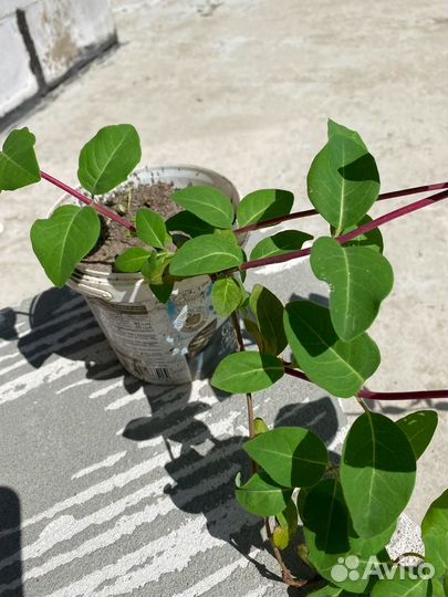 Жимолость каприфоль. Саженцы