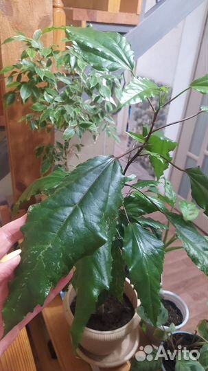 Гибискус Купера