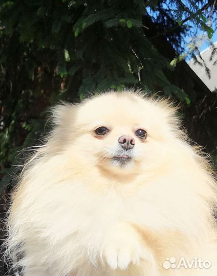 Помераночка