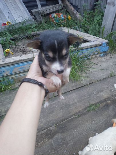 Щенята от маленькой собаки