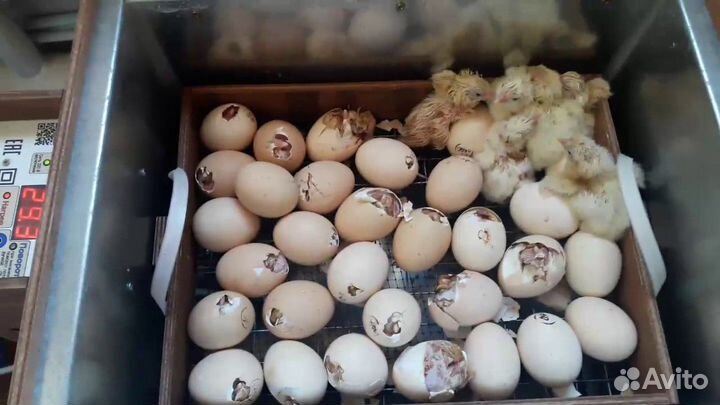 Инкубационное яйцо карликовых курей + цыплята