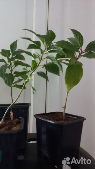 Гортензия Пиксио однолетка