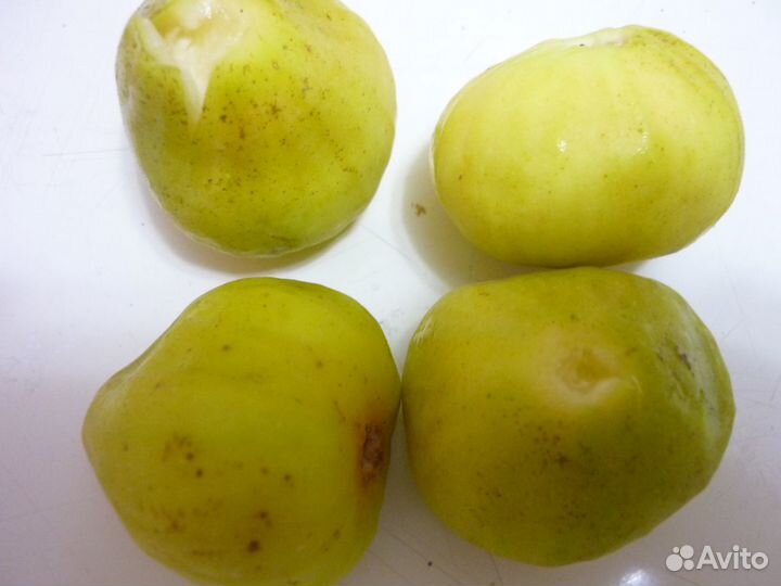 Саженцы И черенки инжира