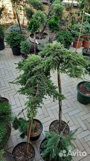На штамбе большой ассортимент хвойных