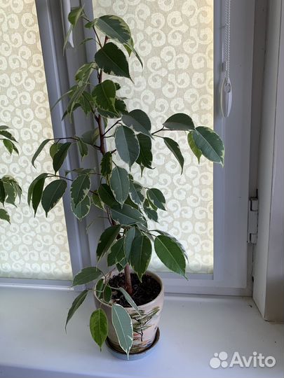 Фикус бенджамина