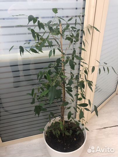 Фикус бенджамина