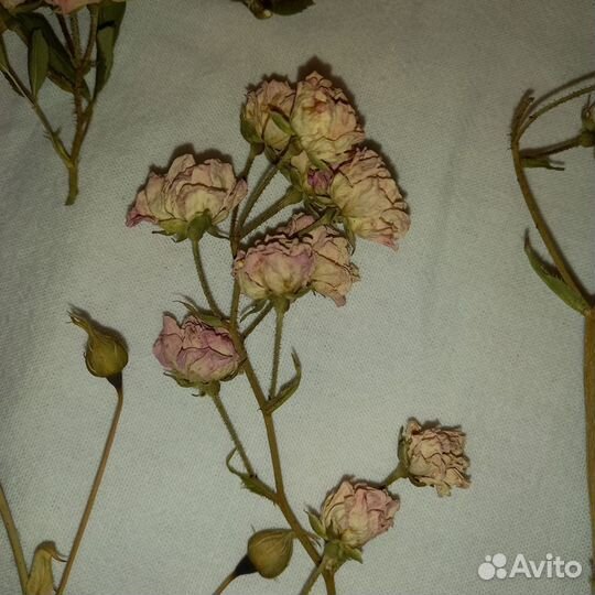 Сухоцветы для поделок,лепестки роз эко