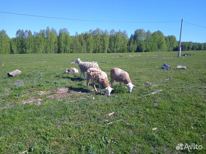 Катумские барашки