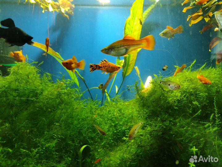 Аквариумные рыбки