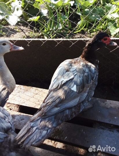 Мускусные утята, тяжелой линии, 2,5 месяца