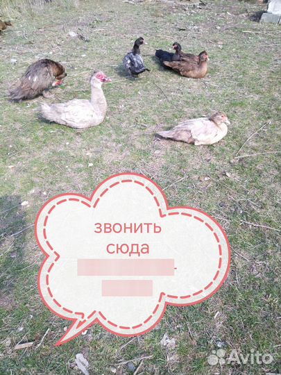 Мускусные утки