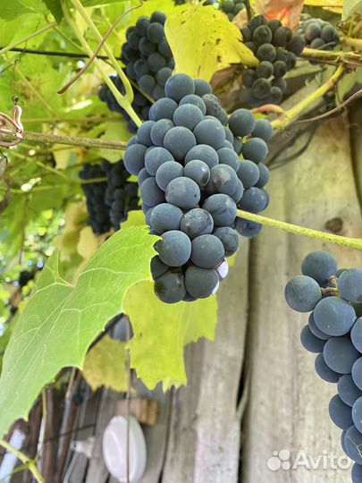 Виноград изабелла