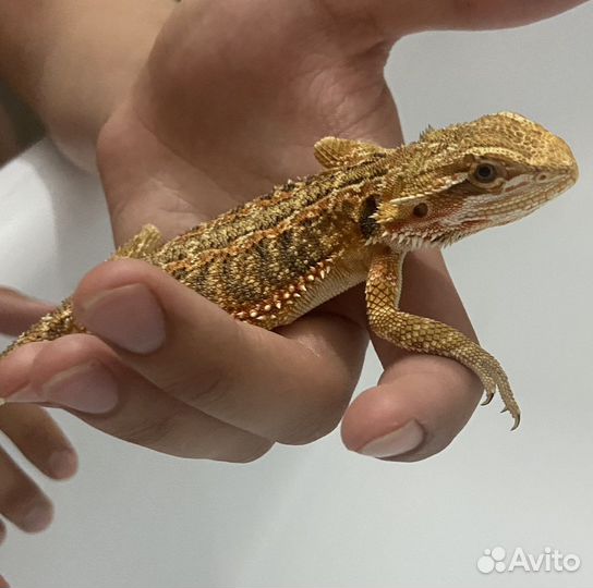 Бородатая агама