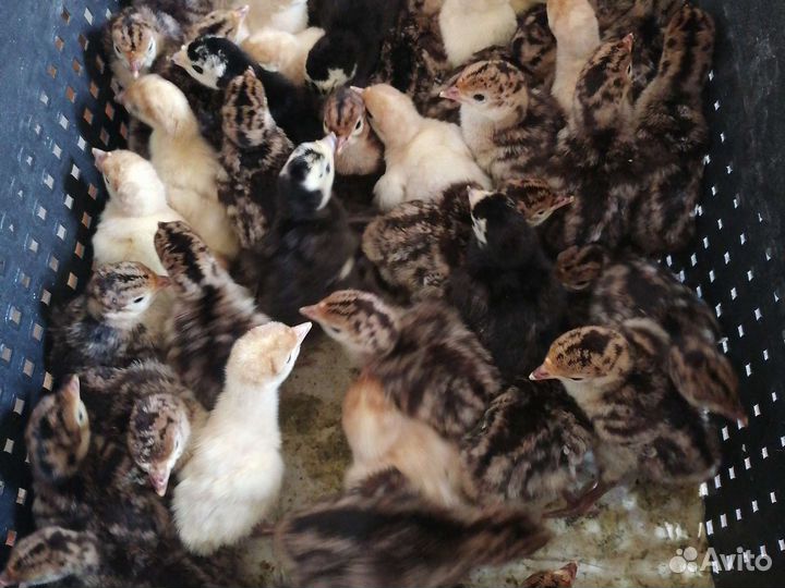 Индюшата суточные