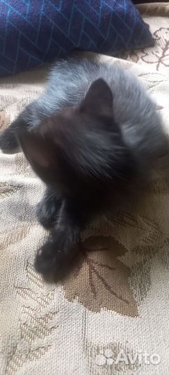 Отдаю котят в хорошие руки. 2 девочки )