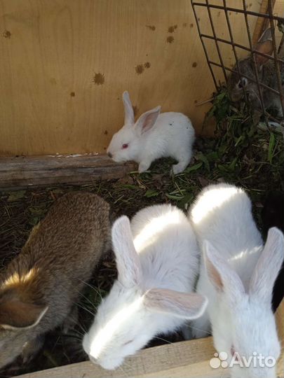 Крольчата