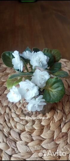 Фиалки Мини и полумини