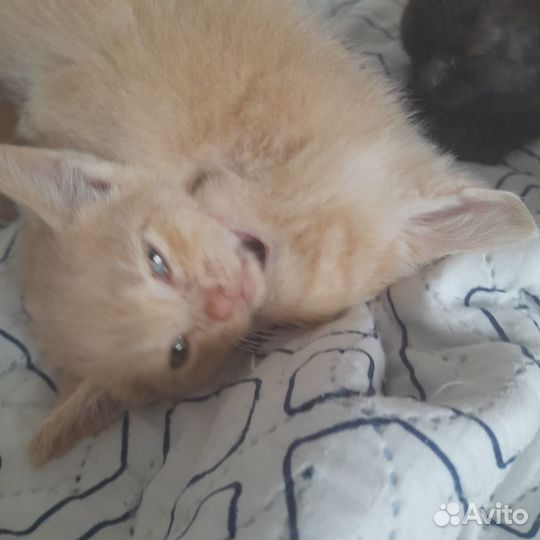 Котята в добрые руки