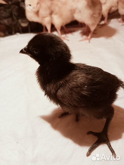 Цыплята Лакедандзи