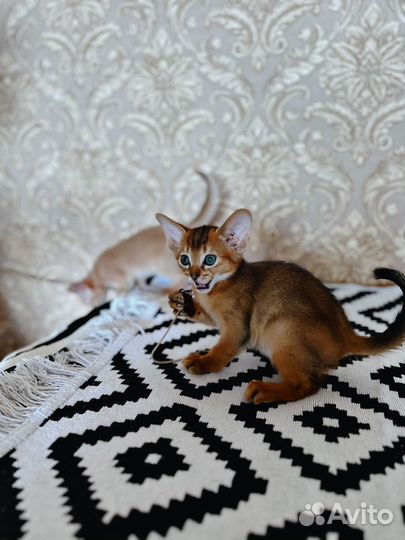 Абиссинские котята