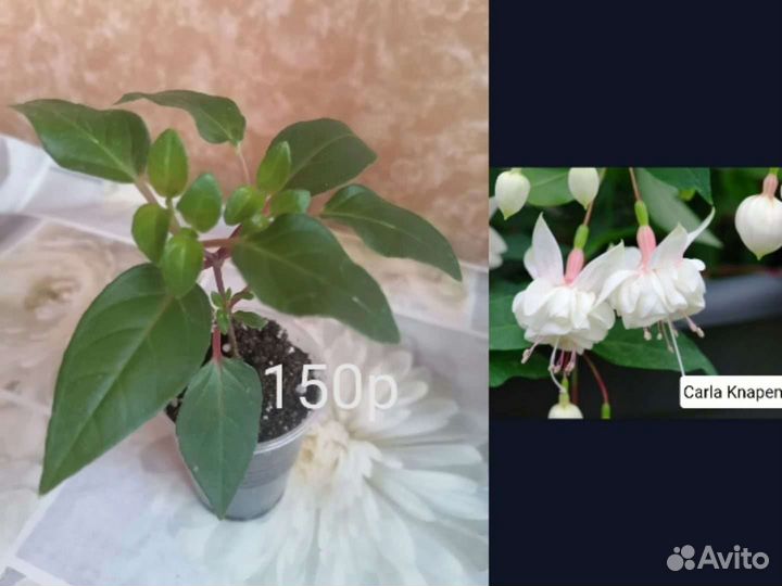 Комнатные цветы