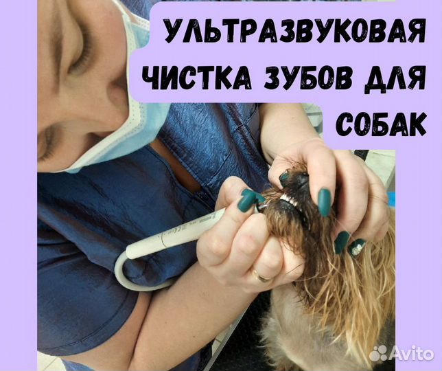 Ультразвуковая чистка зубов для собак