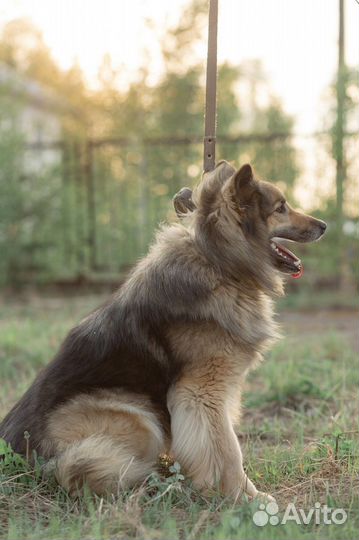 Собака в добрые руки