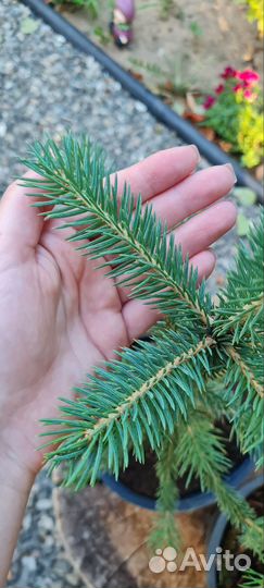 Ель колючая Глаука с3 30-50см